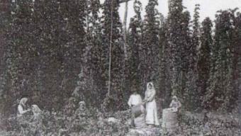 Як у Боратині вирощували хміль понад 100 років тому