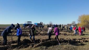 Понад 5 тисяч дерев висадили у Промені