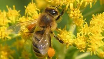 Обробка полів бджоли