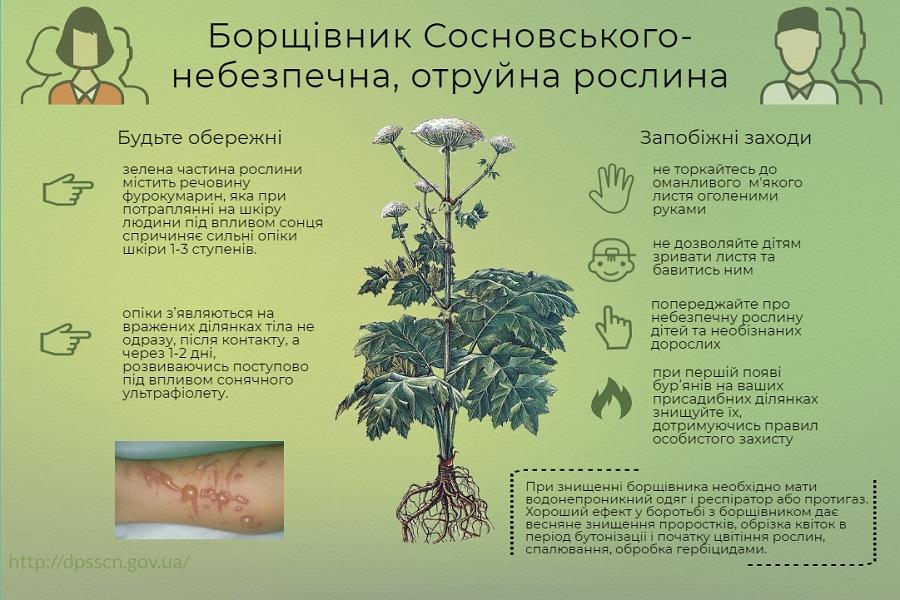 Борщівник